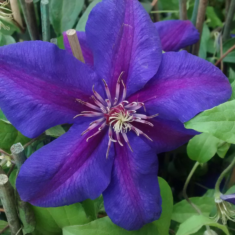 Clematis mrs n Thompson